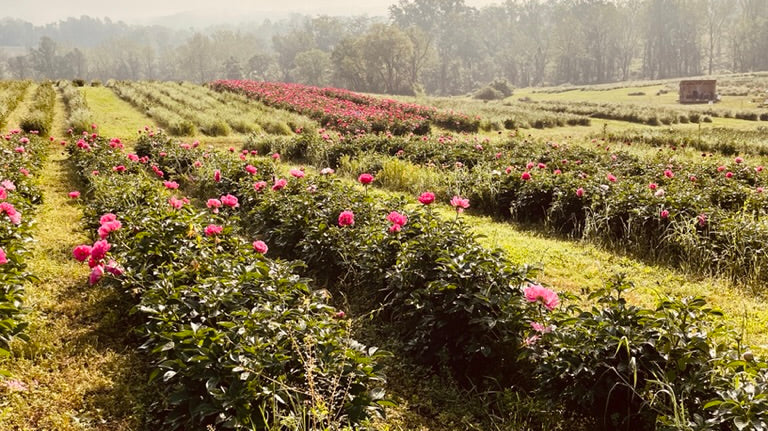 Why Flowers and Nature Inspire My Art