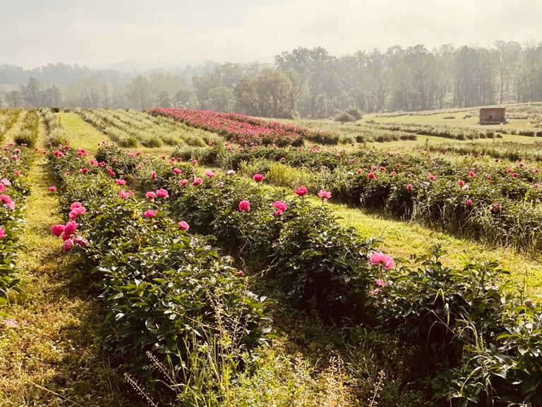 Why Flowers and Nature Inspire My Art