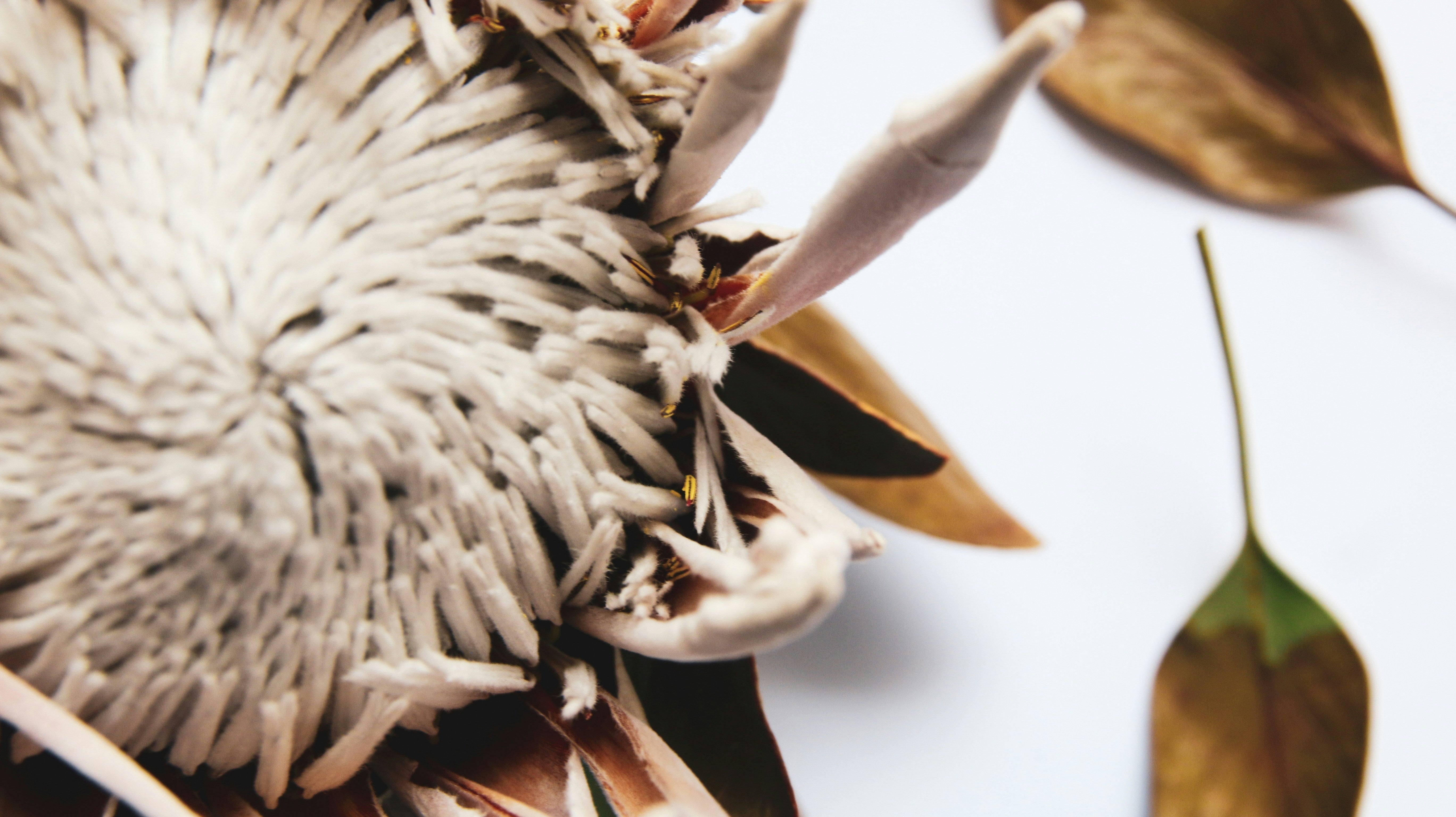 Nature’s Grace: Discovering Symbolism to Inspire My Art