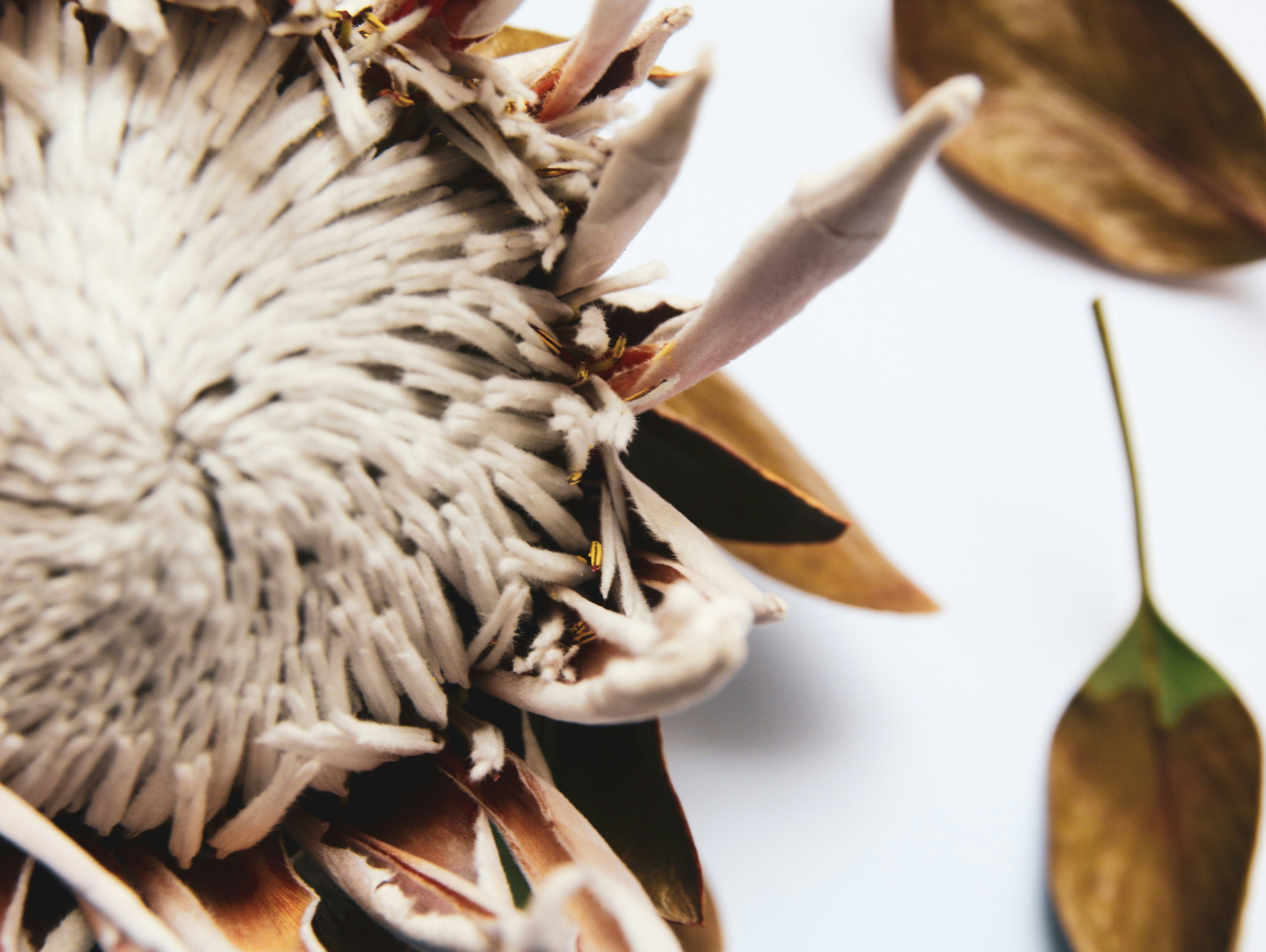 Nature’s Grace: Discovering Symbolism to Inspire My Art