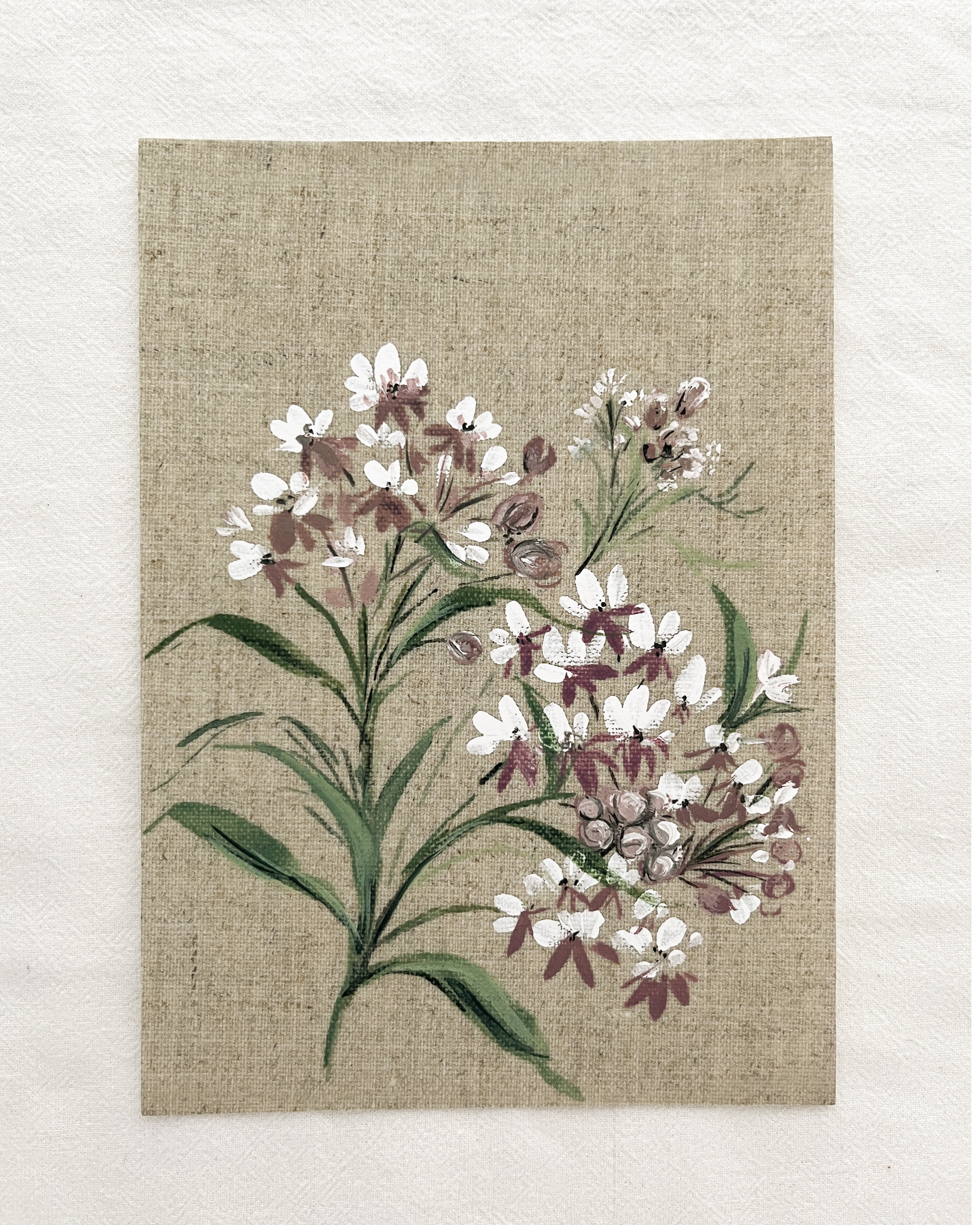 Asclepias plant watercolor in soft orange tones symbolizing transformation, resilience and monarch habitat