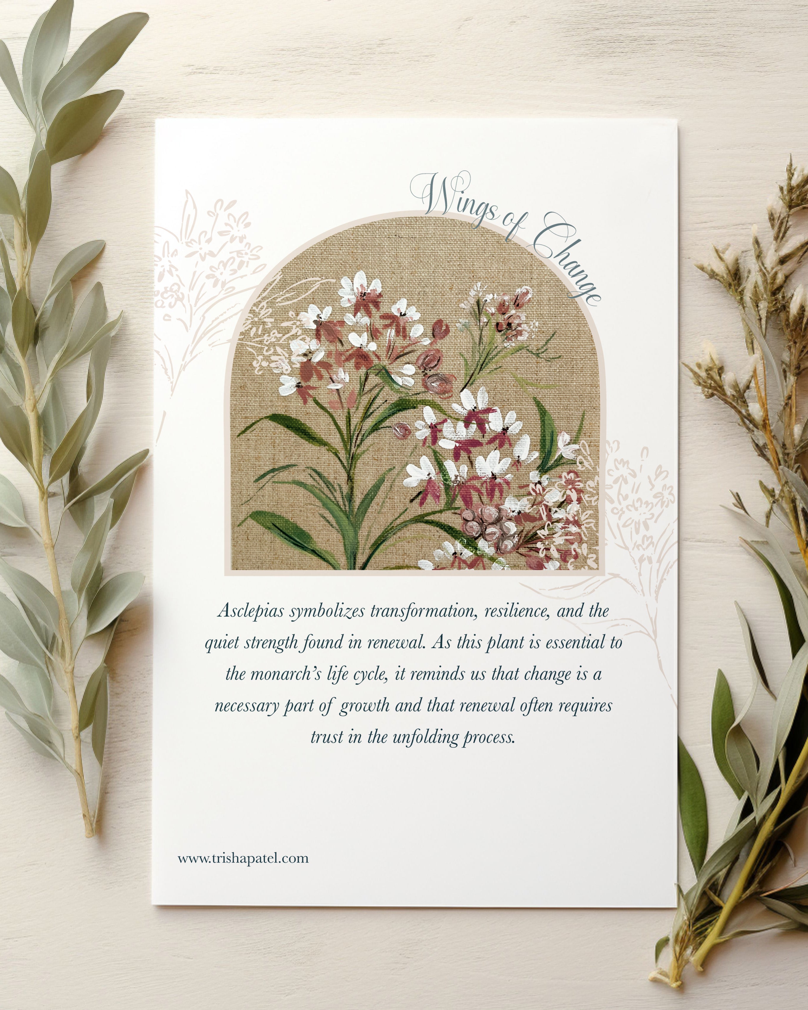 Asclepias plant watercolor in soft orange tones symbolizing transformation, resilience and monarch habitat with text symbolism