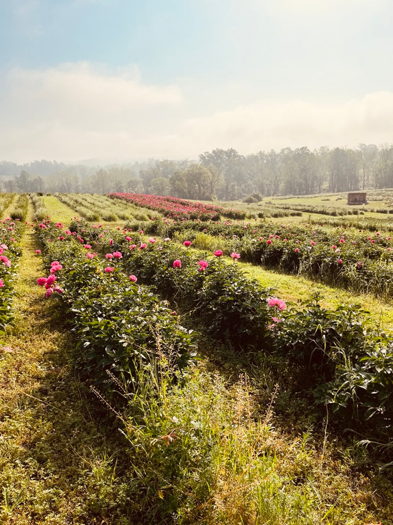 Why Flowers and Nature Inspire My Art