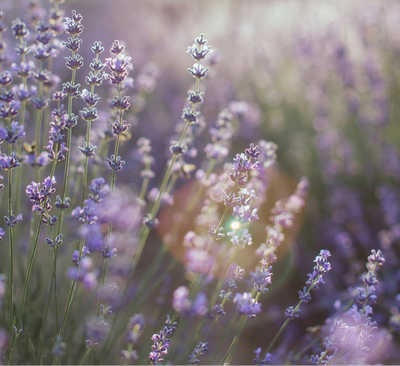 LAVENDER HAZE Emotion: imagination, quiet creativity, and a hint of luxury; works in bedrooms, studios, or small retreatsHue family: dusty lavender, muted violet, mauve